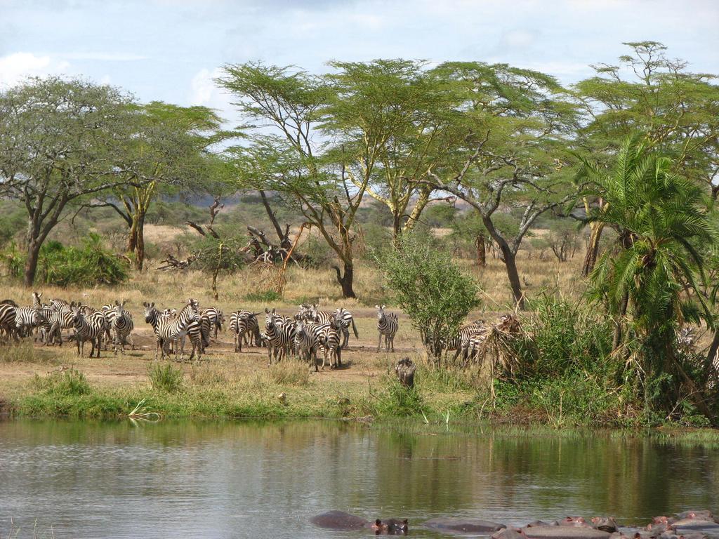Maasai Simba Camp Hotel Amboseli Exterior photo